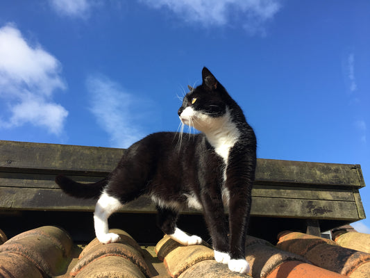 Gute Reise kleiner Emil 🐈⬛🌈